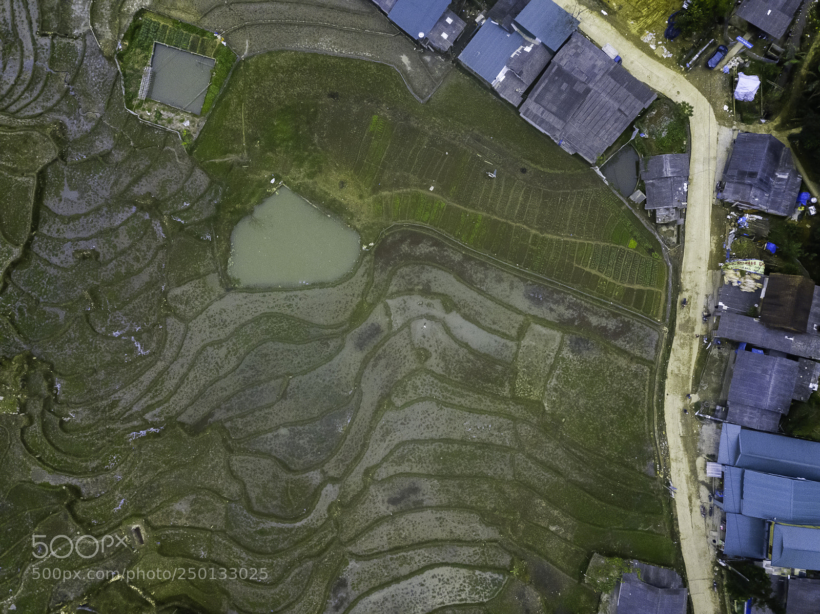 DJI FC220 sample photo. Drone view of rice photography