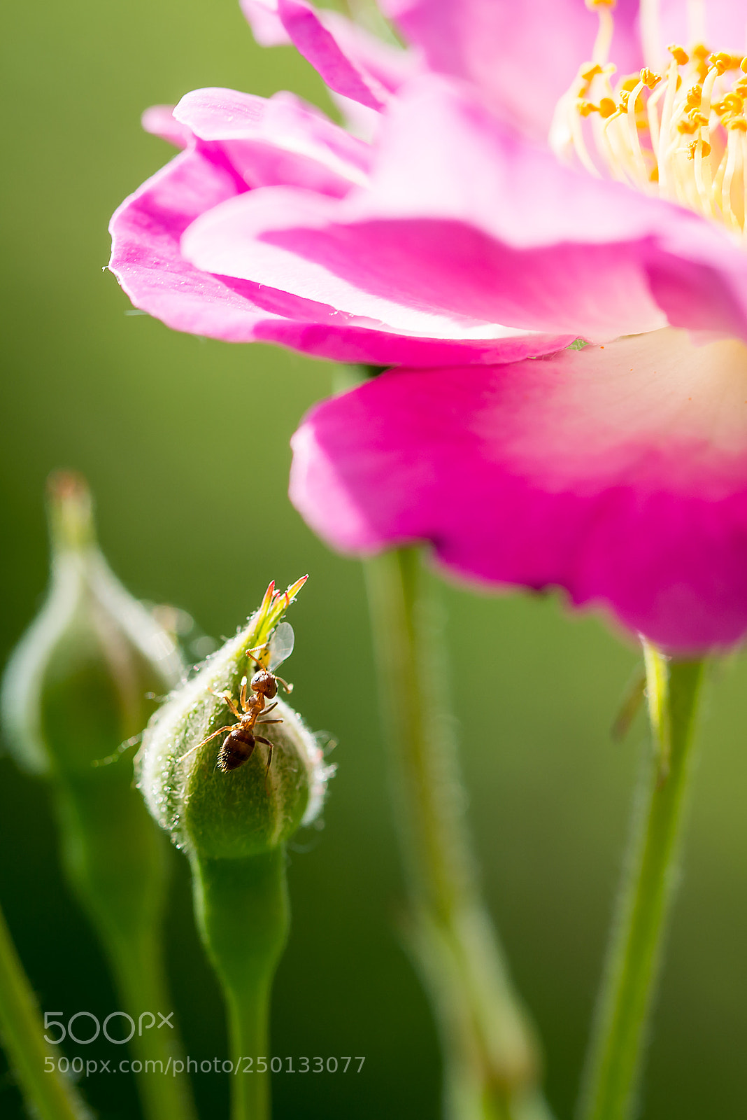 Nikon D800 sample photo. Untitled photography