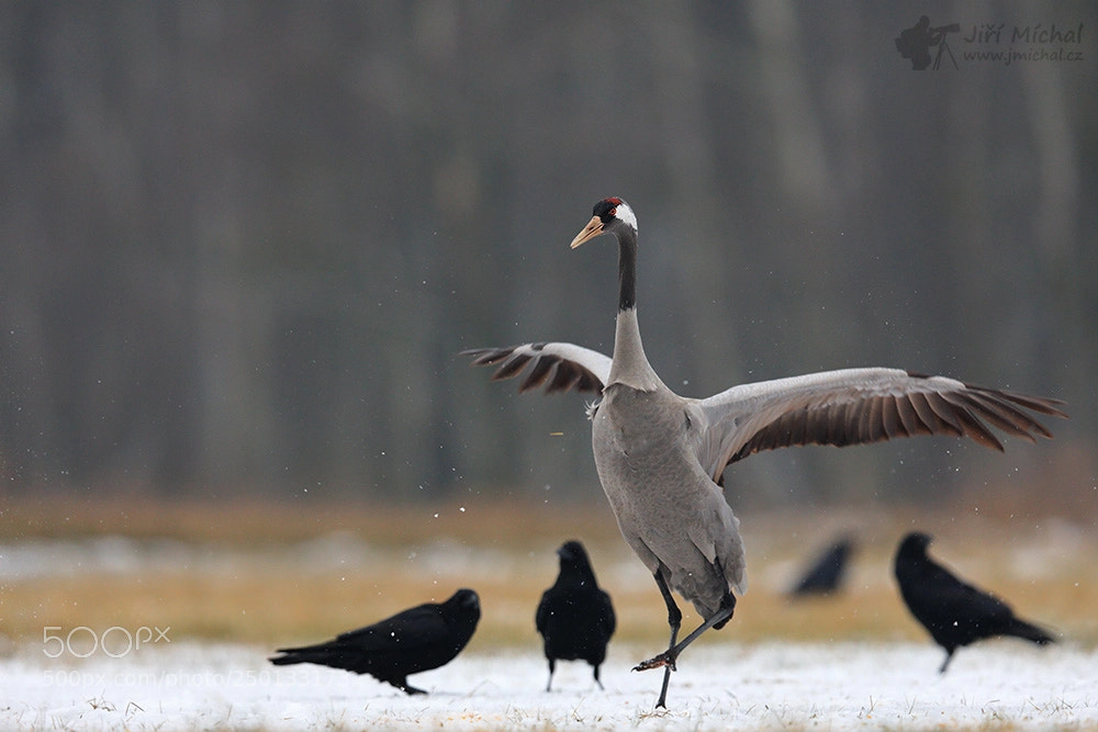 Canon EOS 5D Mark IV sample photo. The common crane photography