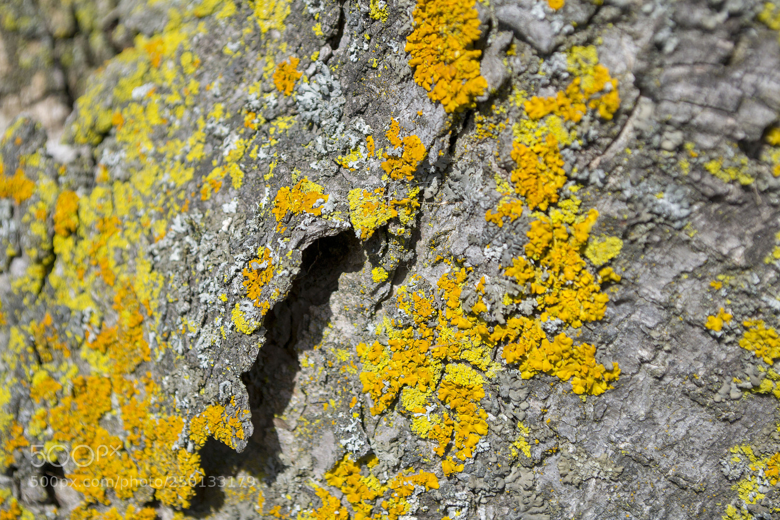 Nikon D3100 sample photo. Lichen photography