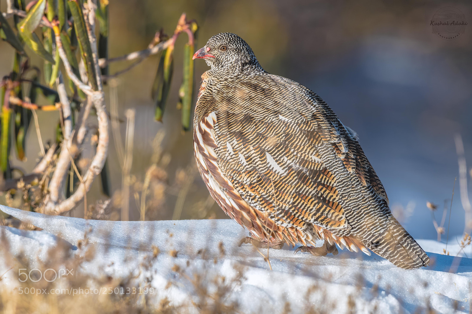 Nikon D500 sample photo. Snow partridge (male) photography