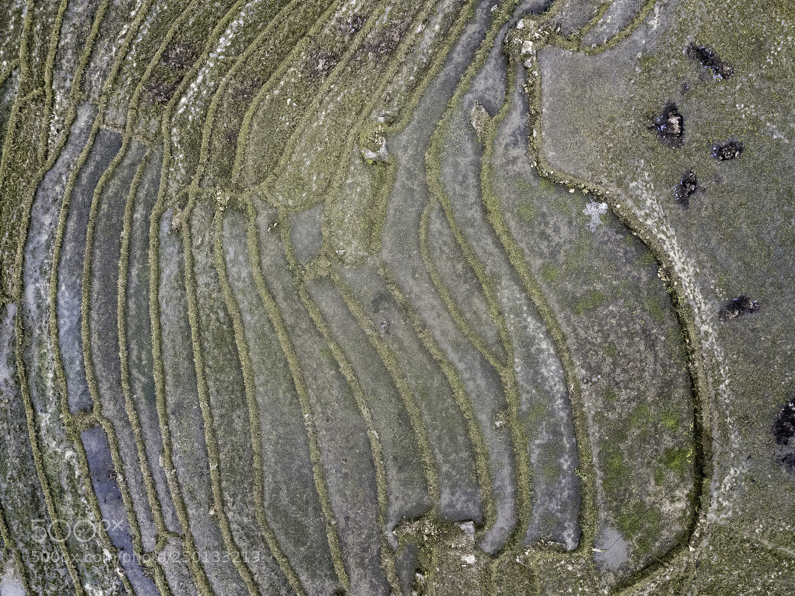DJI FC220 sample photo. Drone view of rice photography