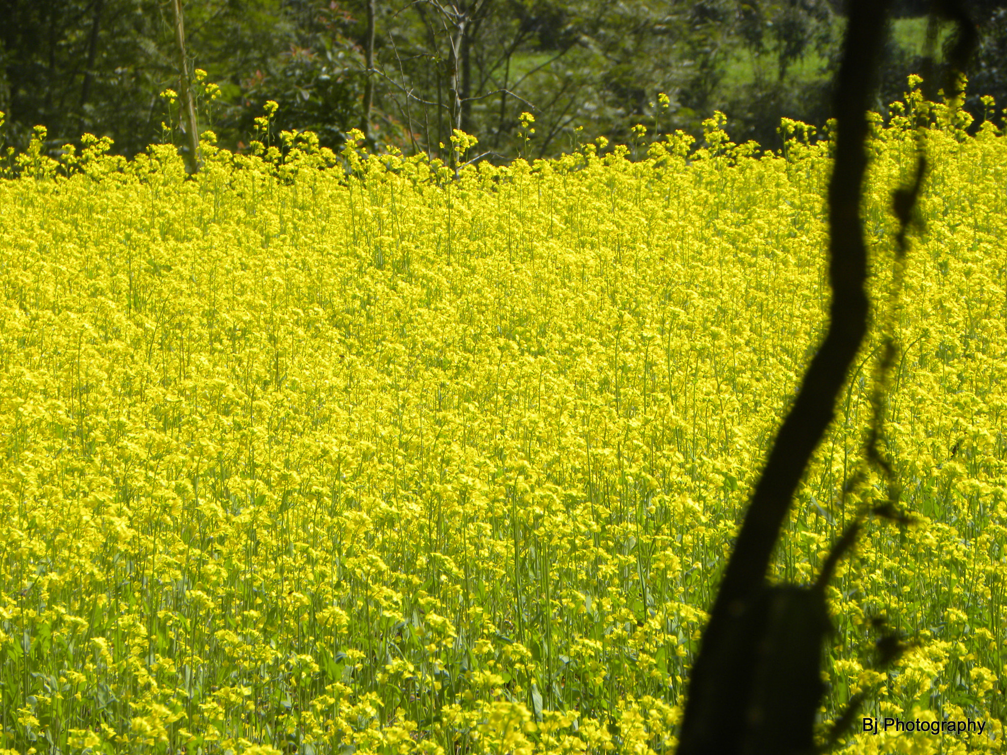 Nikon Coolpix P90 sample photo. The green field photography