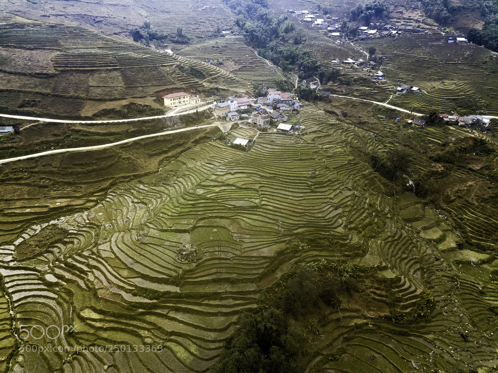DJI FC220 sample photo. Drone view of rice photography