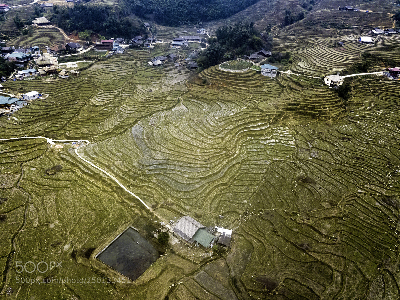 DJI FC220 sample photo. Drone view of rice photography