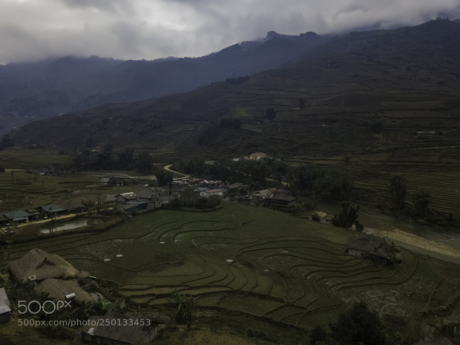 DJI FC220 sample photo. Drone view of rice photography