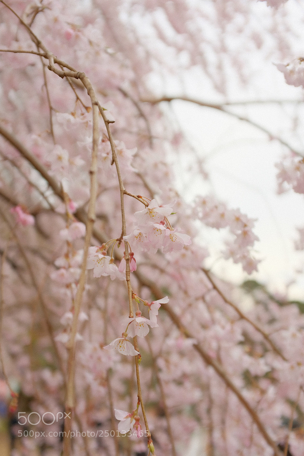 Fujifilm X100F sample photo. Weeping cherry tree photography