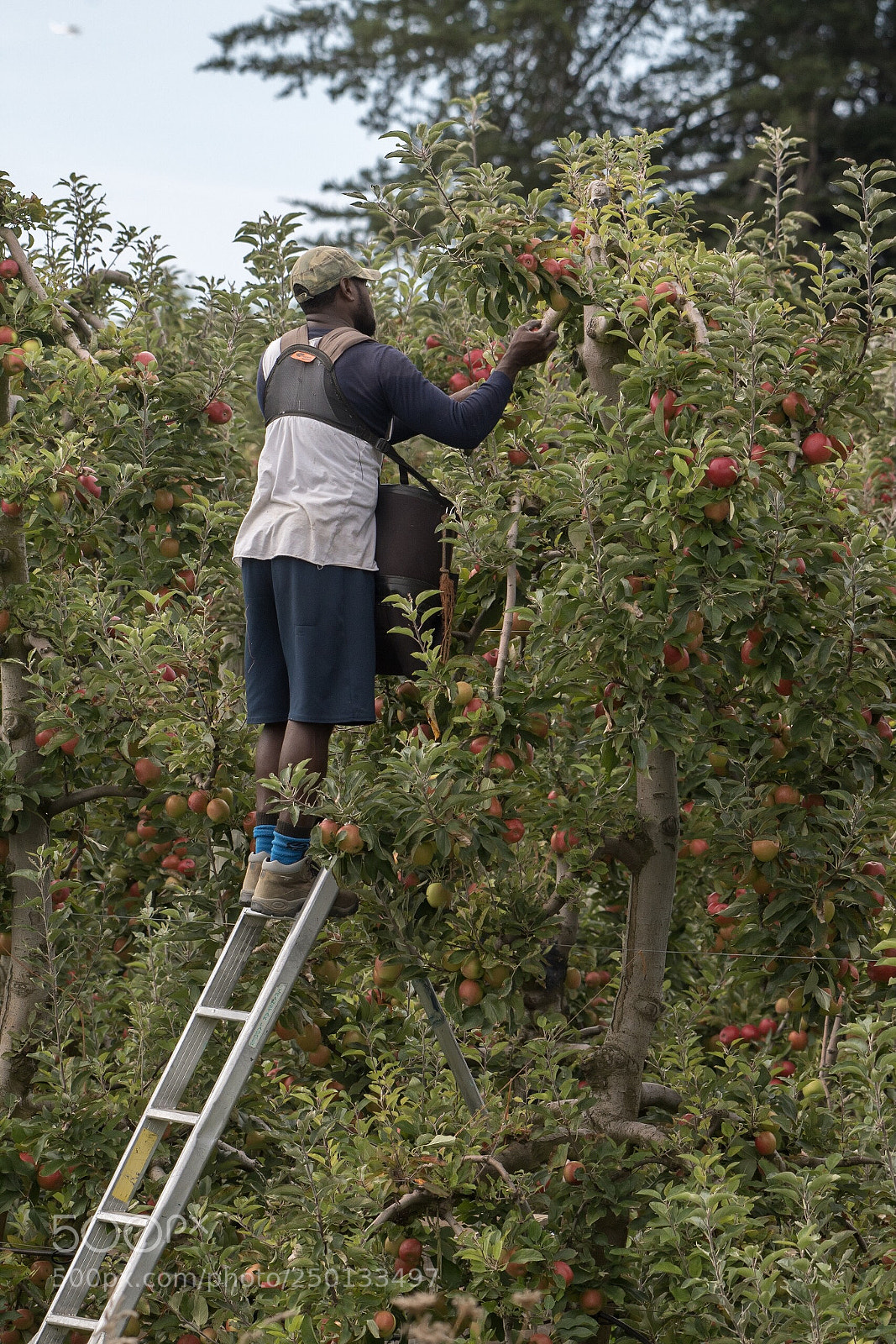Nikon D500 sample photo. Apple picking, motueka photography