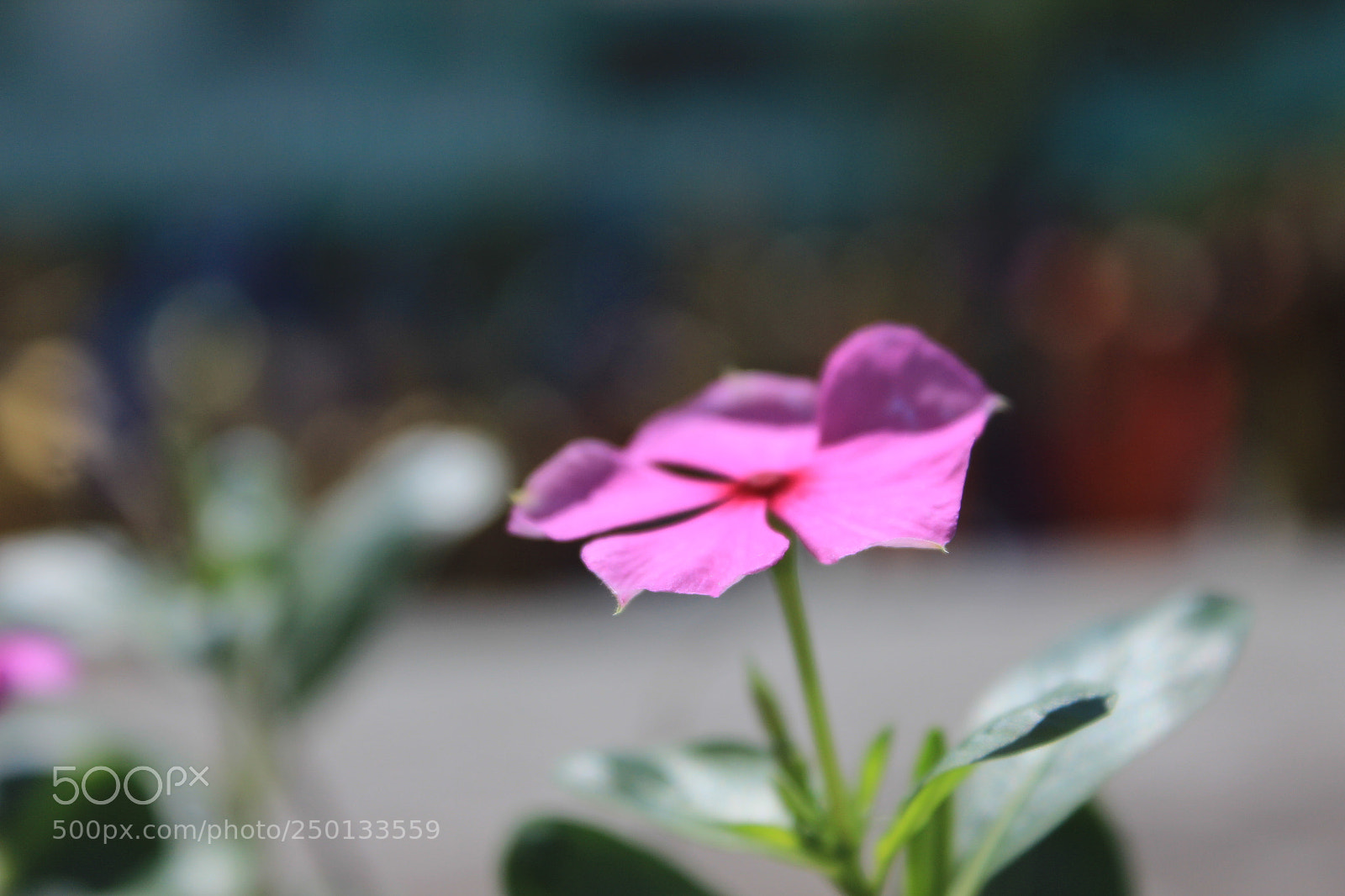 Canon EOS 600D (Rebel EOS T3i / EOS Kiss X5) sample photo. Bongolized photography