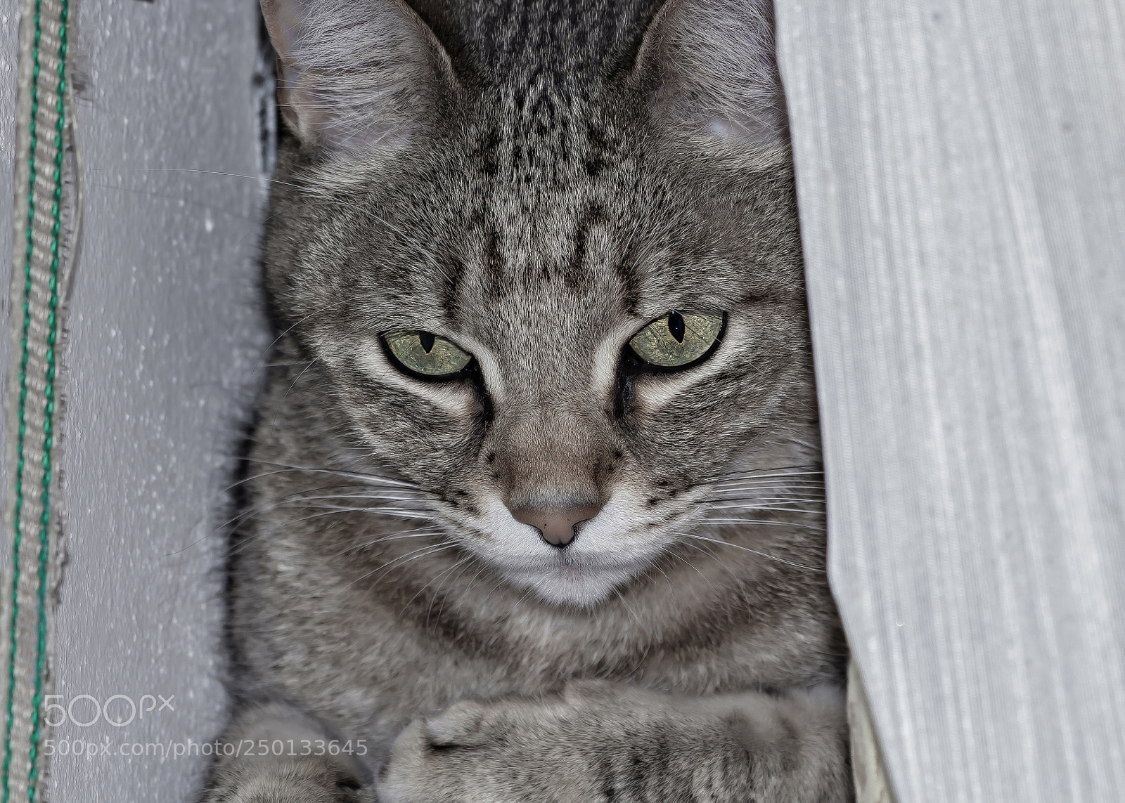 Canon EOS 600D (Rebel EOS T3i / EOS Kiss X5) sample photo. Gatto photography
