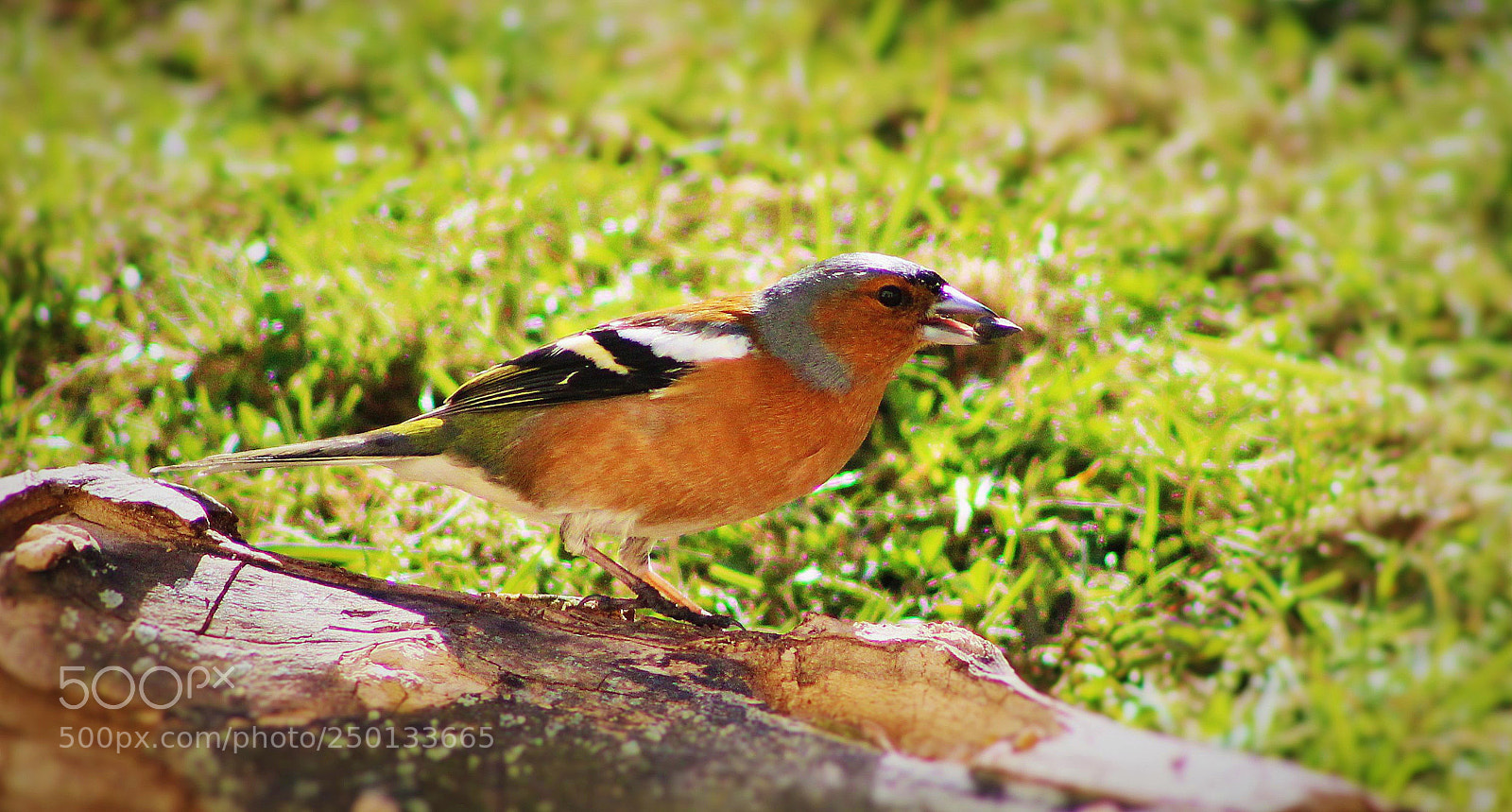Canon EOS 600D (Rebel EOS T3i / EOS Kiss X5) sample photo. Feeding bird photography