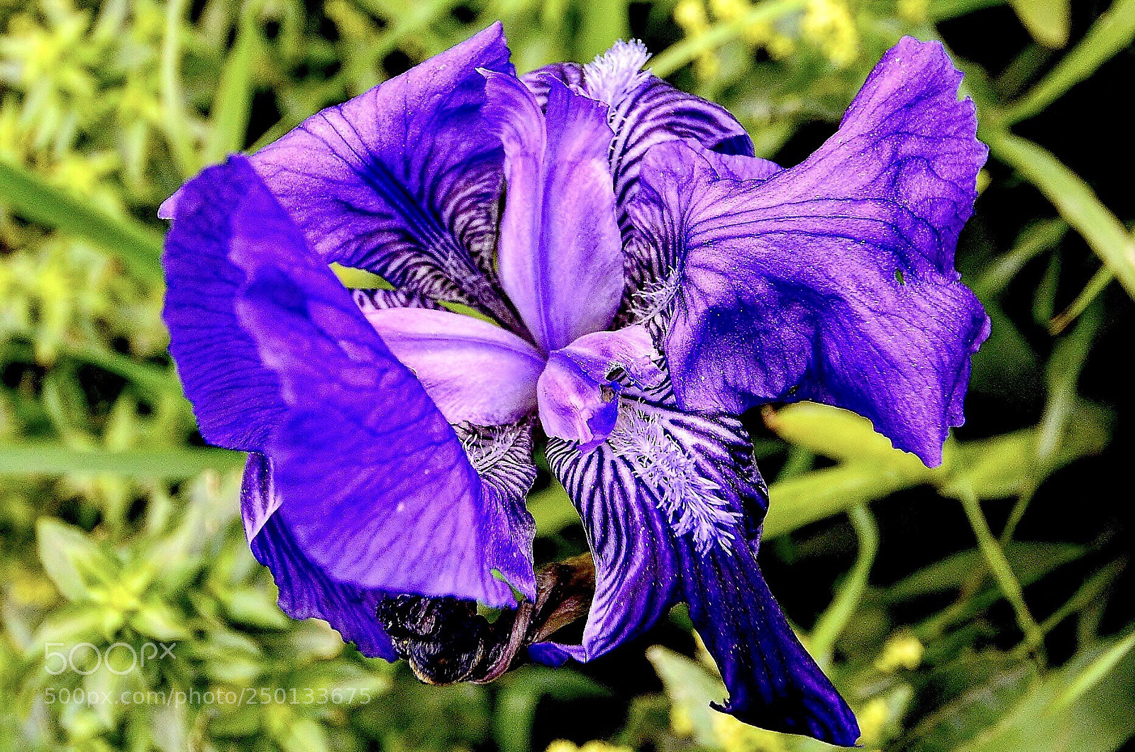 Nikon D7000 sample photo. Hyacinth photography