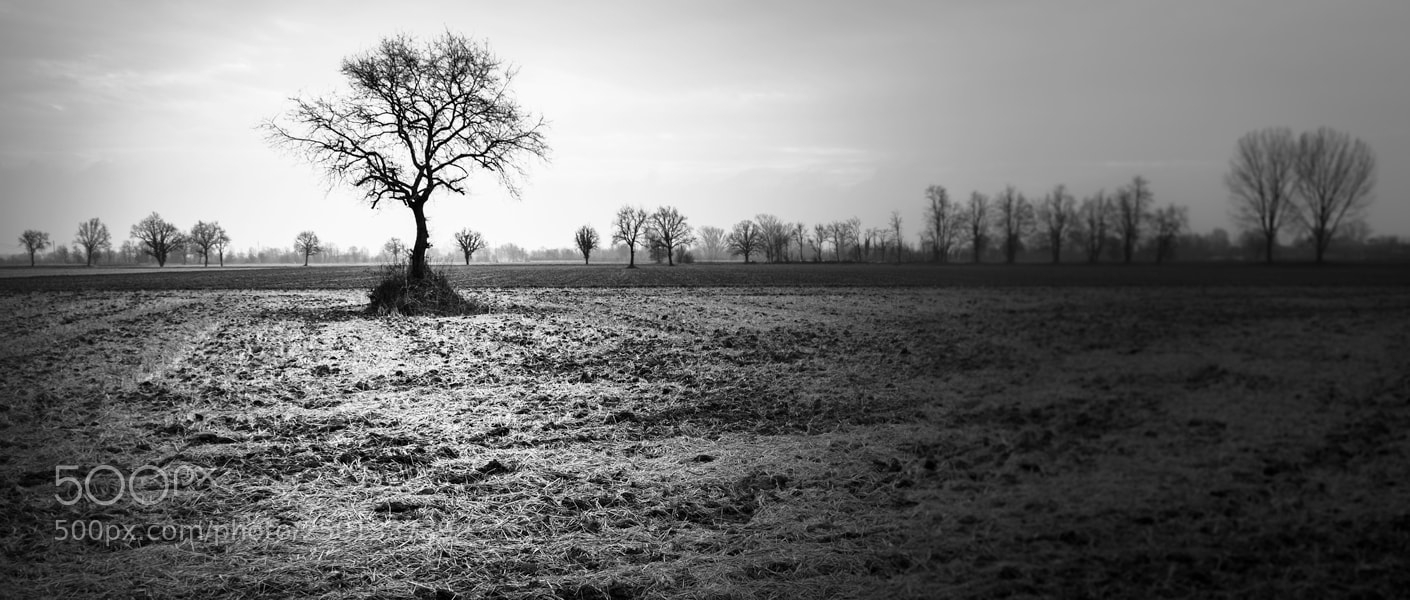 Nikon D5300 sample photo. The tree photography