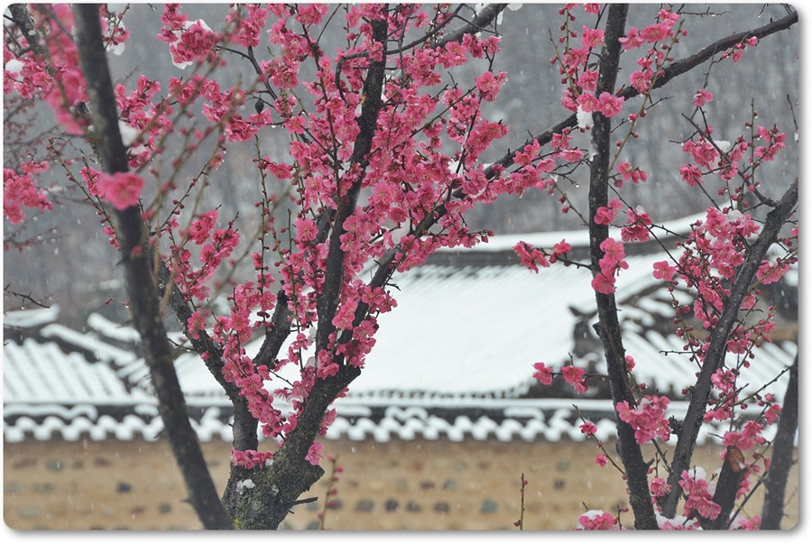 Nikon D7000 sample photo. Snow-plum 설중매 photography