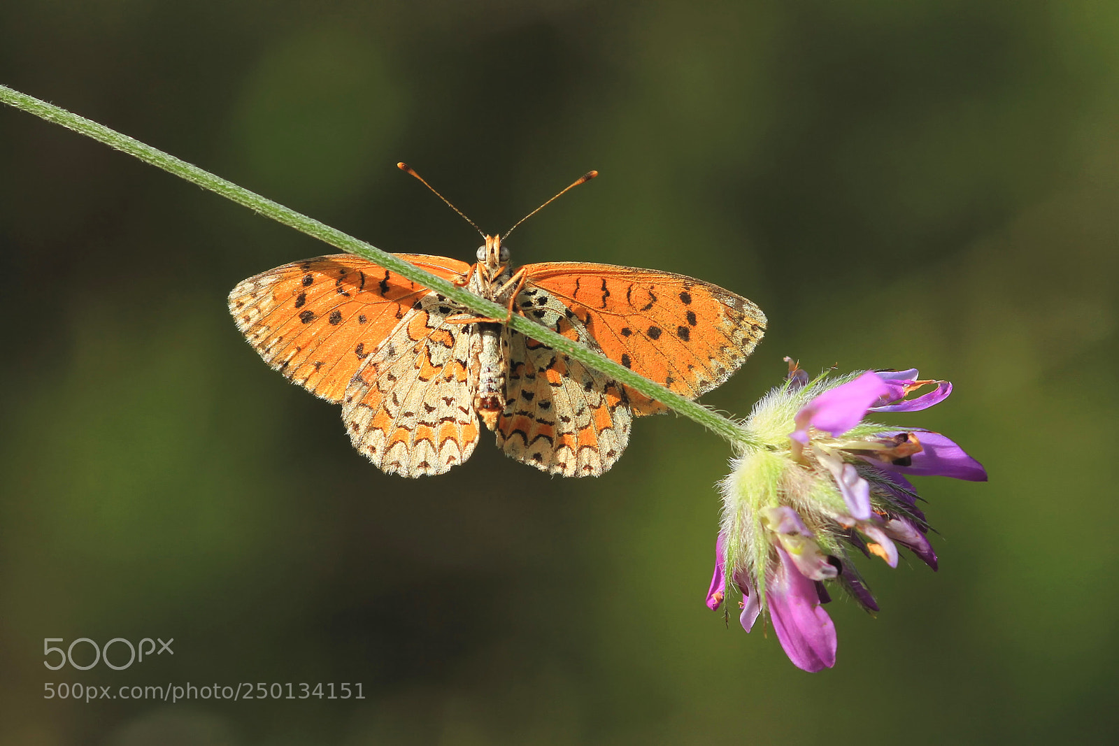 Canon EOS 7D sample photo. Melitaea trivia photography