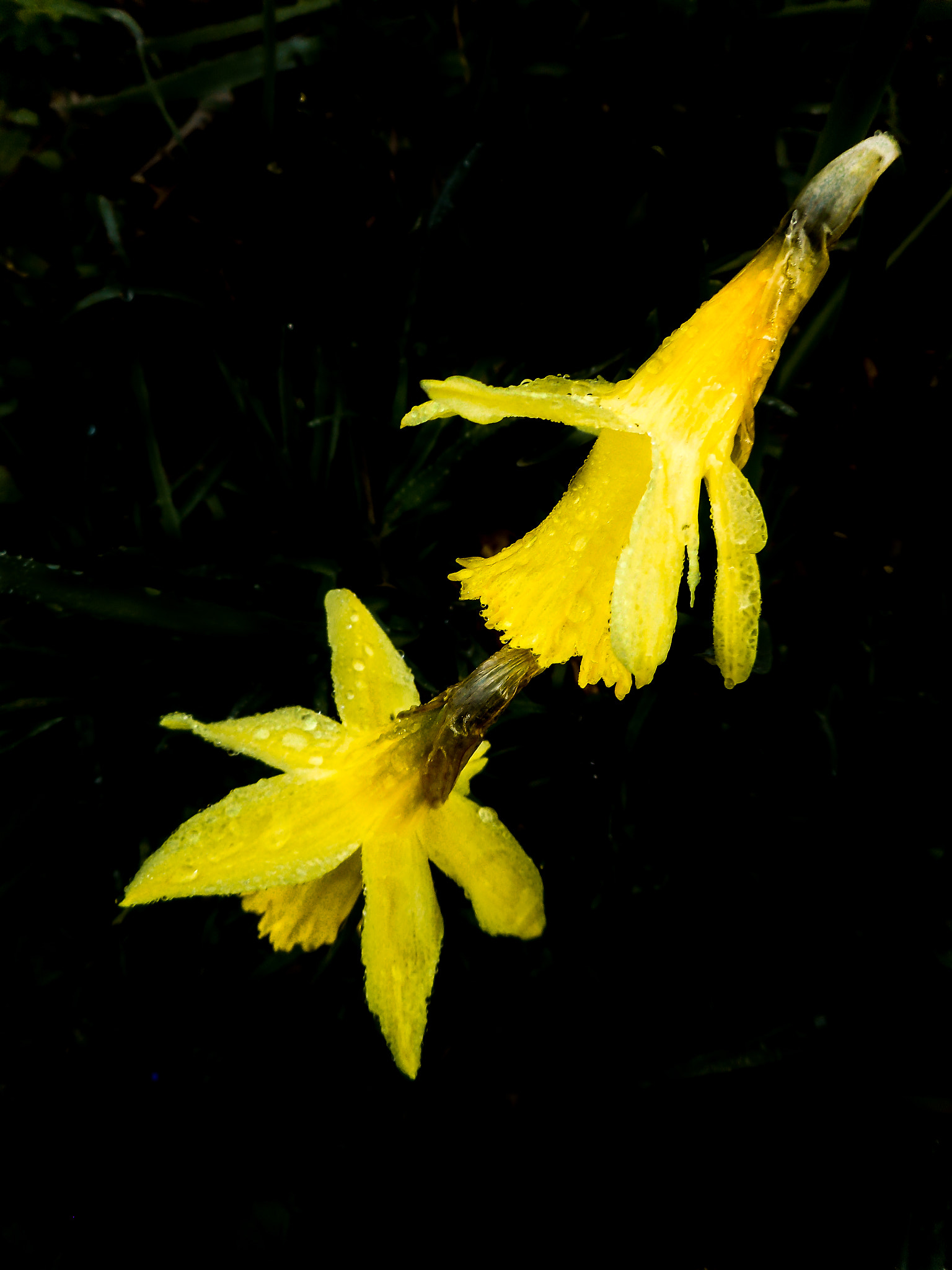 Nikon Coolpix S3600 sample photo. Jonquilles 2018 photography