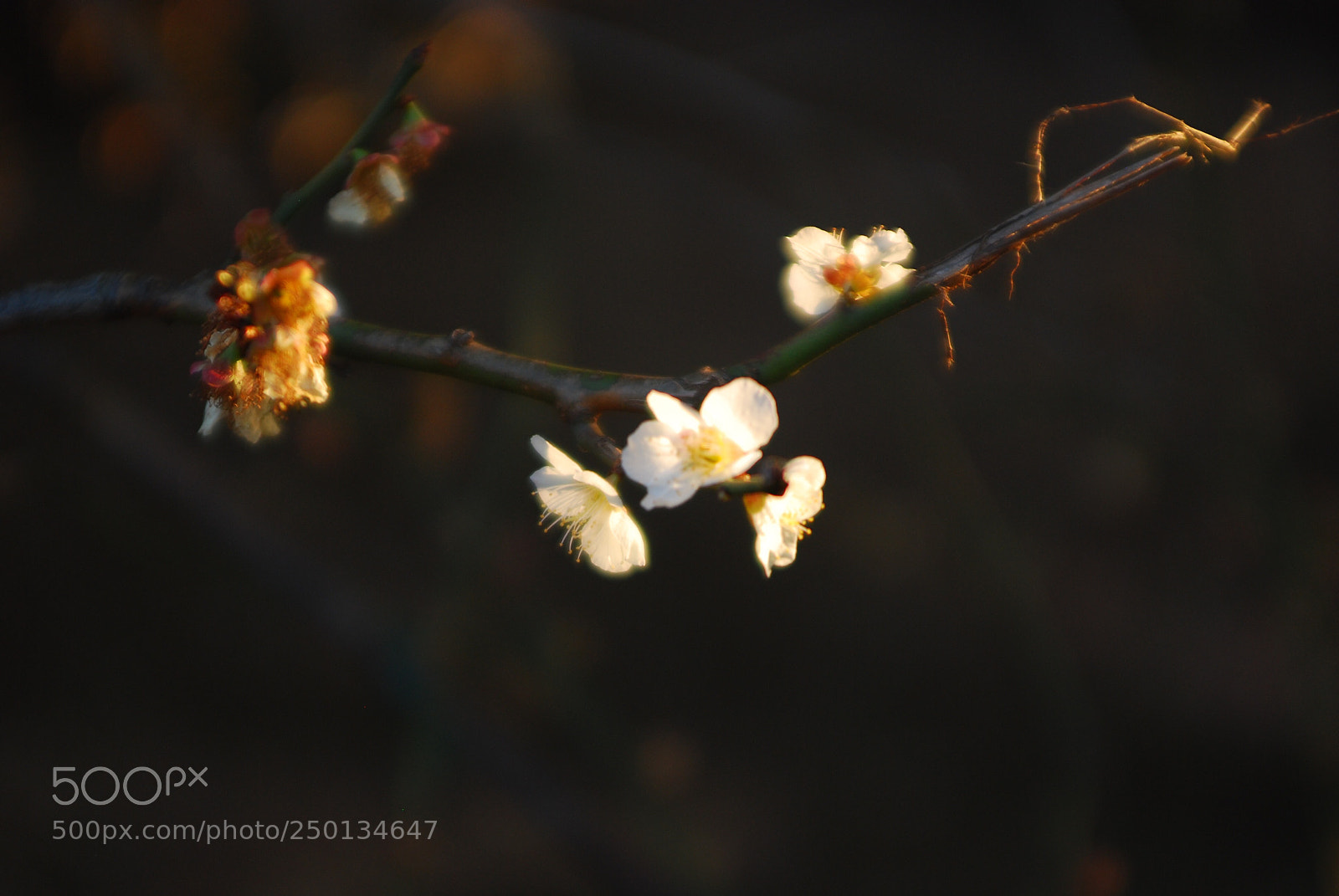Nikon D80 sample photo. Untitled photography