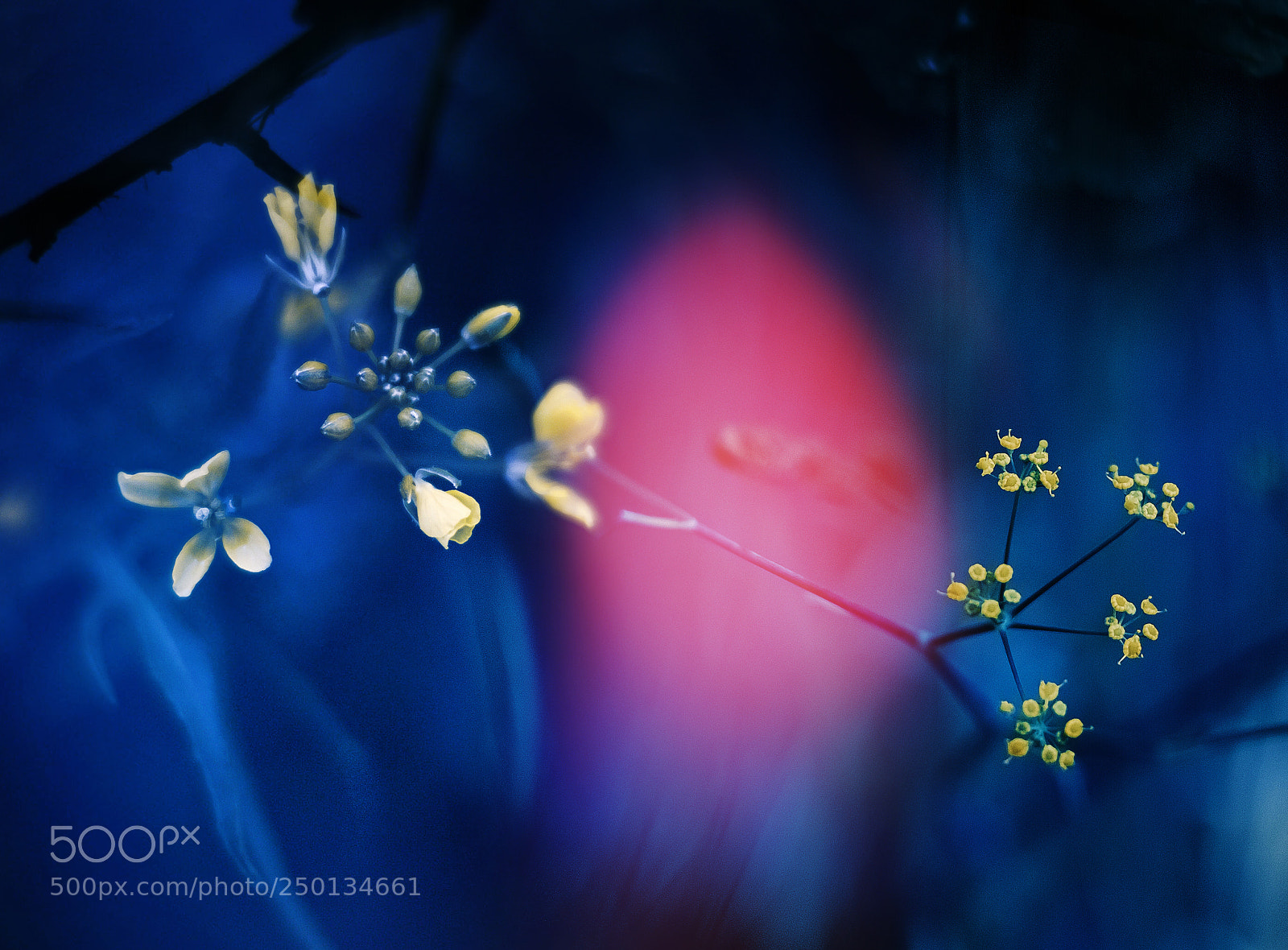 Canon EOS 50D sample photo. Spring photography