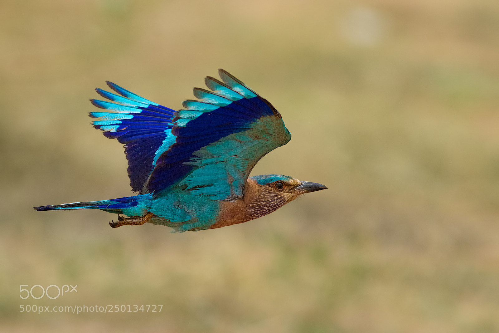 Canon EOS 7D Mark II sample photo. Indian roller photography