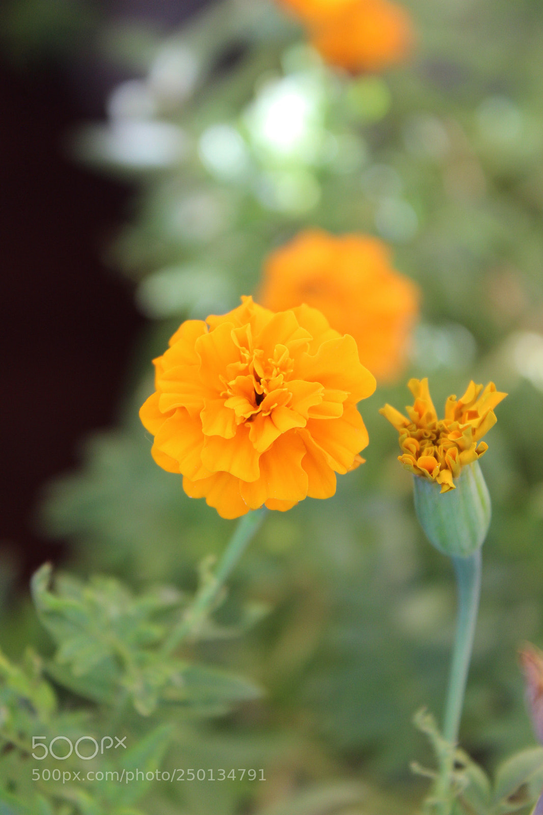Canon EOS 600D (Rebel EOS T3i / EOS Kiss X5) sample photo. Untitled photography