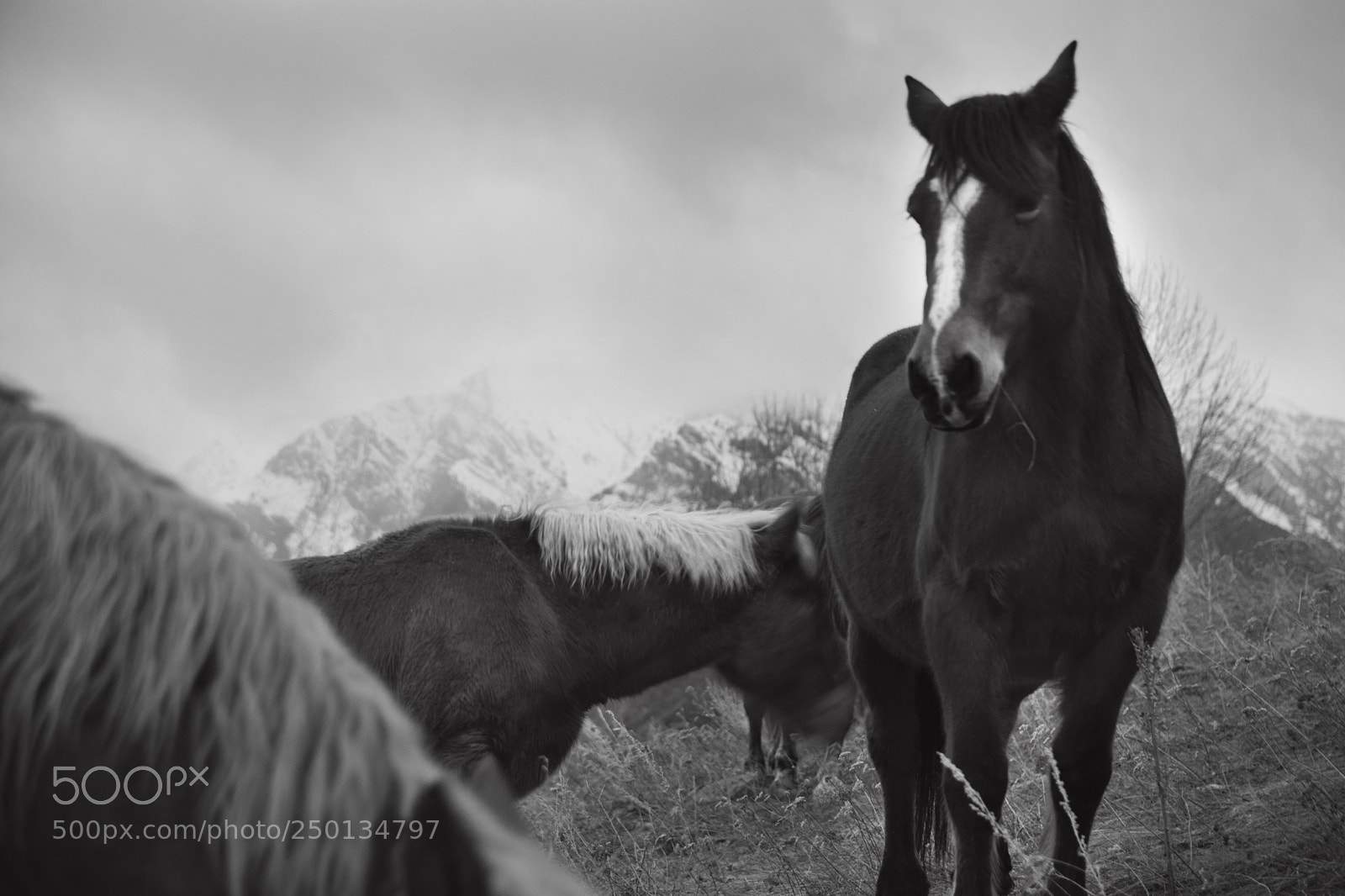 Nikon D7100 sample photo. Cavalls photography