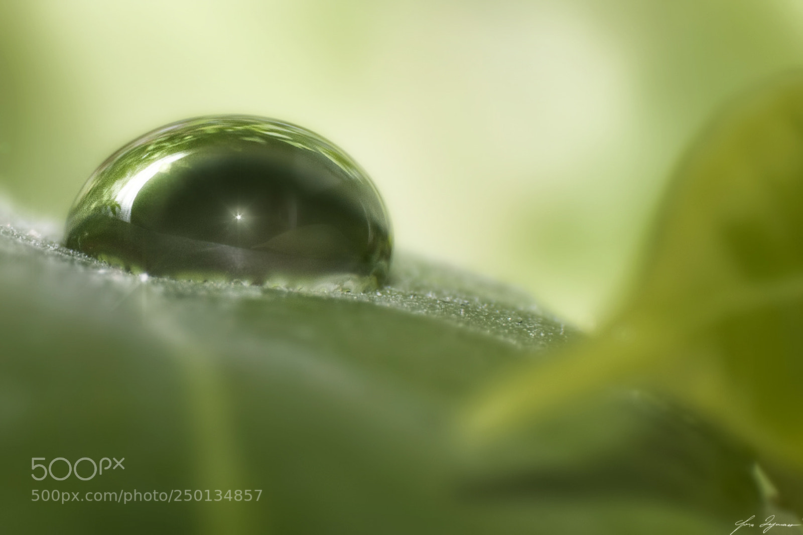 Nikon D300 sample photo. Drop of water photography