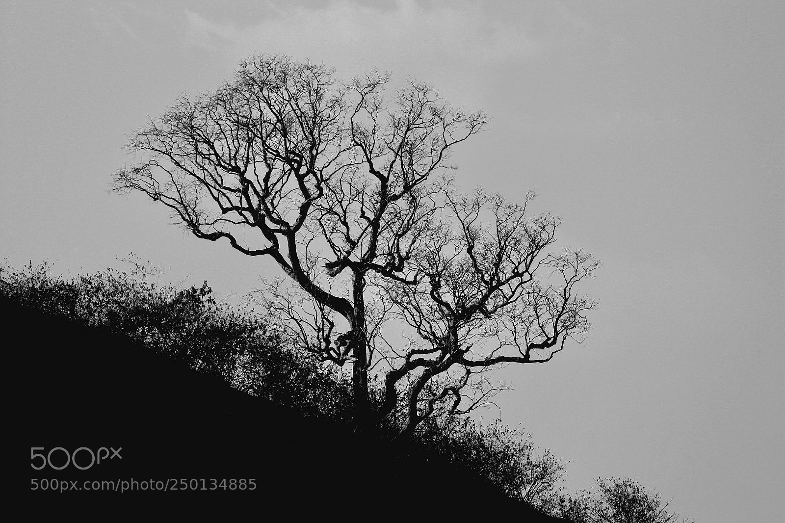 Canon EOS 700D (EOS Rebel T5i / EOS Kiss X7i) sample photo. A winter tree photography