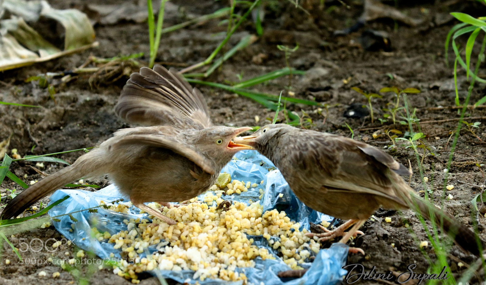 Canon EOS 80D sample photo. The jungle babbler photography