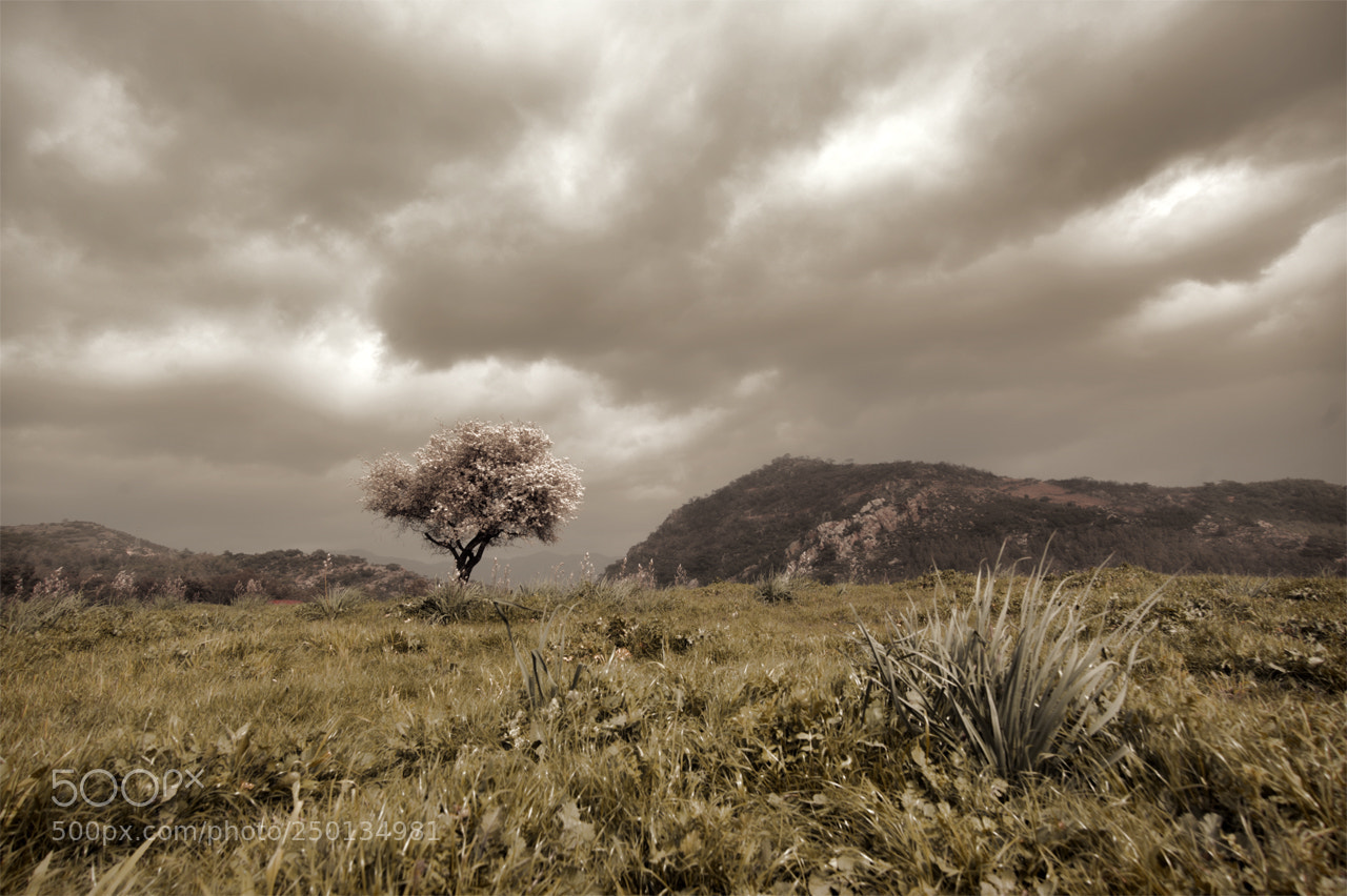 Nikon D700 sample photo. Clouds photography