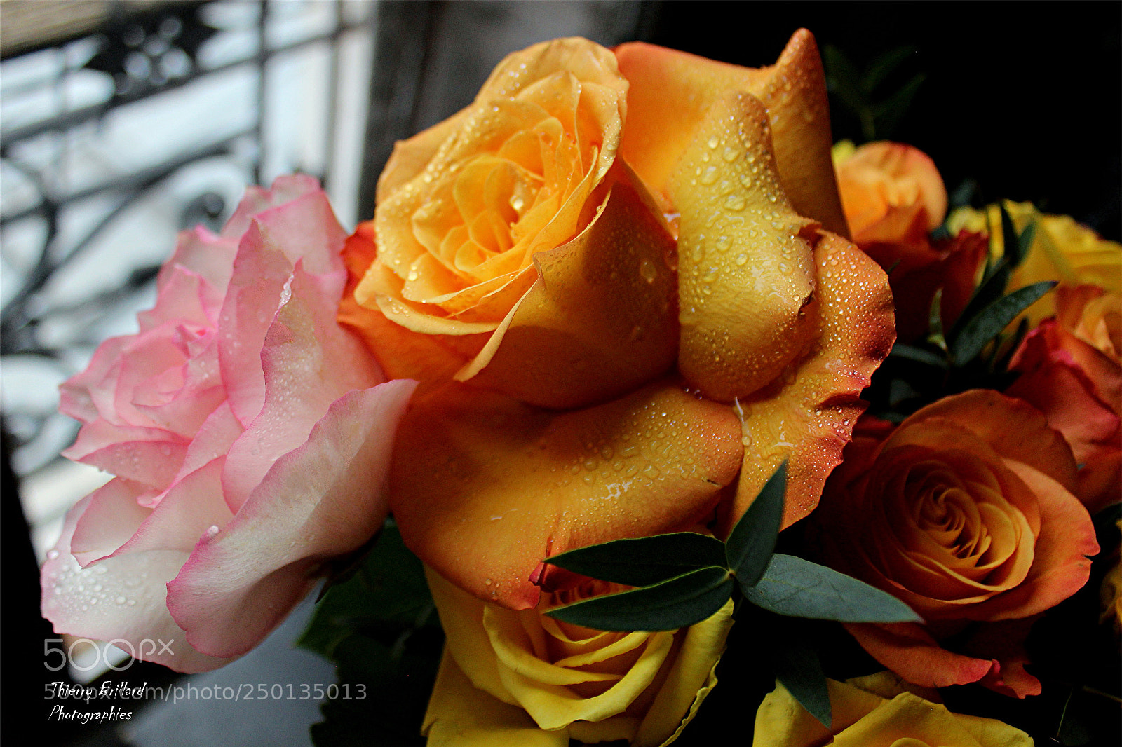 Canon EOS 600D (Rebel EOS T3i / EOS Kiss X5) sample photo. Quelques roses photography