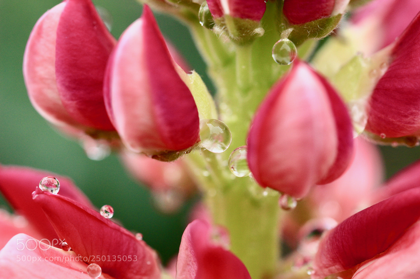 Canon EOS 700D (EOS Rebel T5i / EOS Kiss X7i) sample photo. Raindrop-aholic... photography