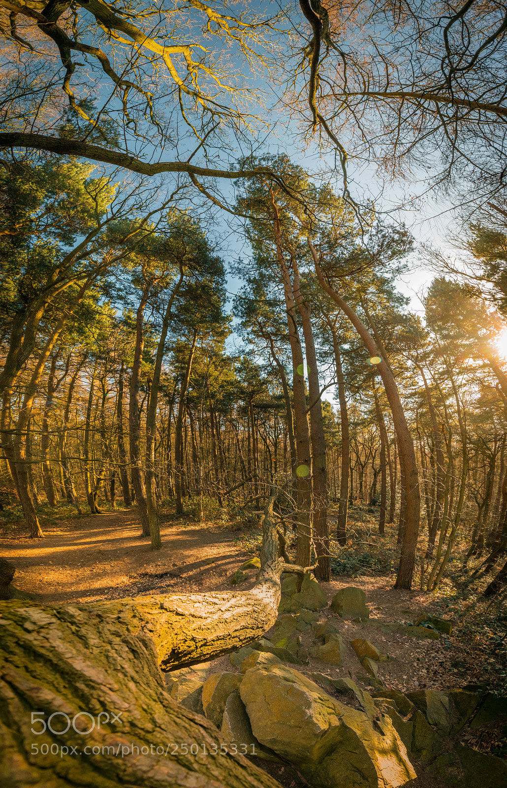 Canon EOS 60D sample photo. Forest/morning photography