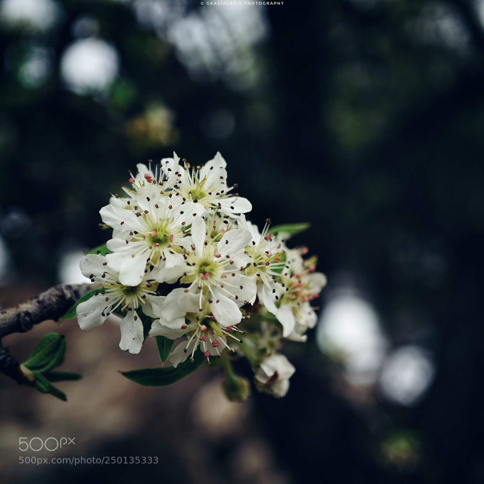 Sony a6000 sample photo. Untitled photography
