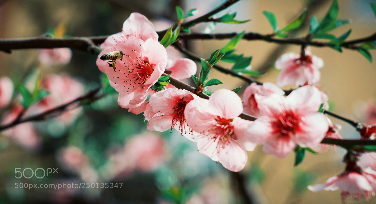 Nikon D5100 sample photo. Just bee photography