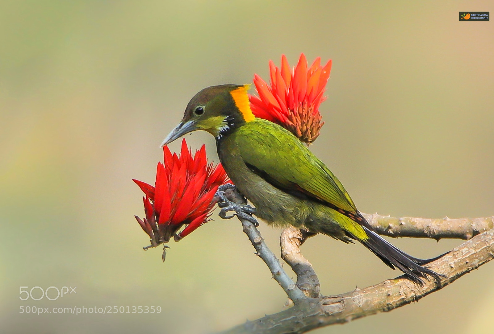 Canon EOS 6D Mark II sample photo. Greater yellownape........ photography