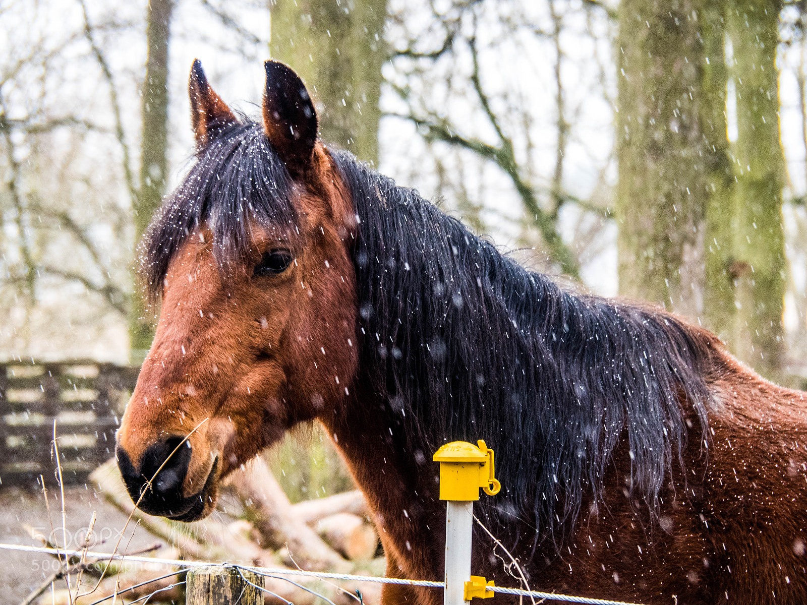 Olympus OM-D E-M5 II sample photo. Olympus digital camera photography