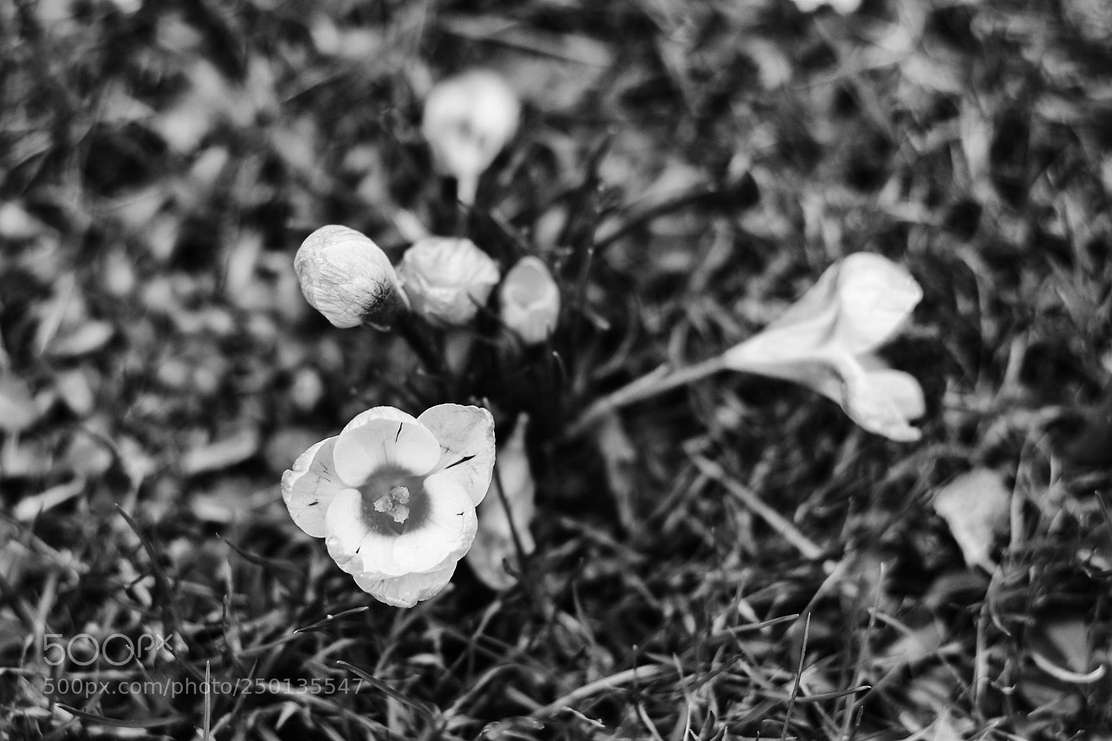 Canon EOS 600D (Rebel EOS T3i / EOS Kiss X5) sample photo. Crocuses photography