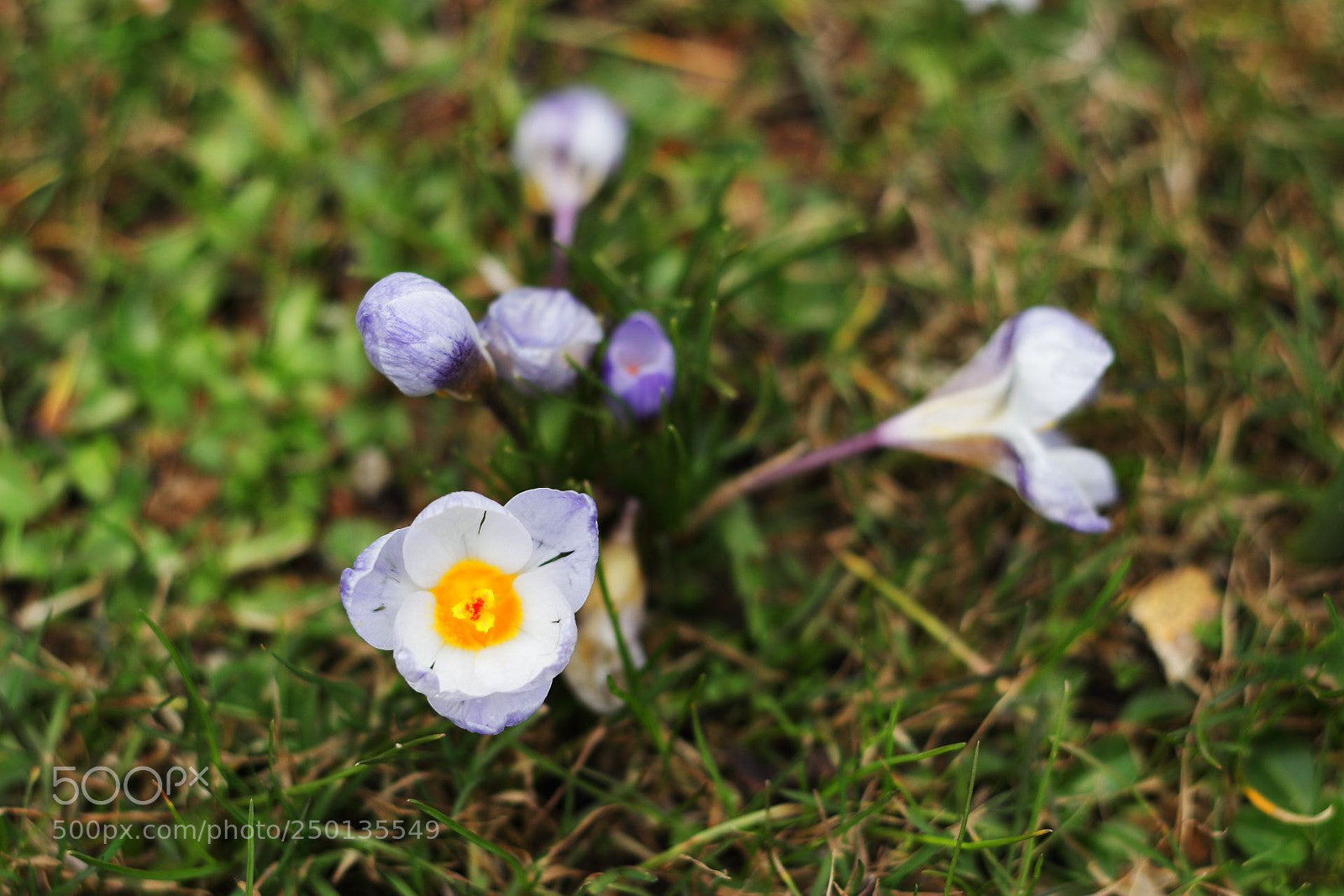 Canon EOS 600D (Rebel EOS T3i / EOS Kiss X5) sample photo. Crocuses photography