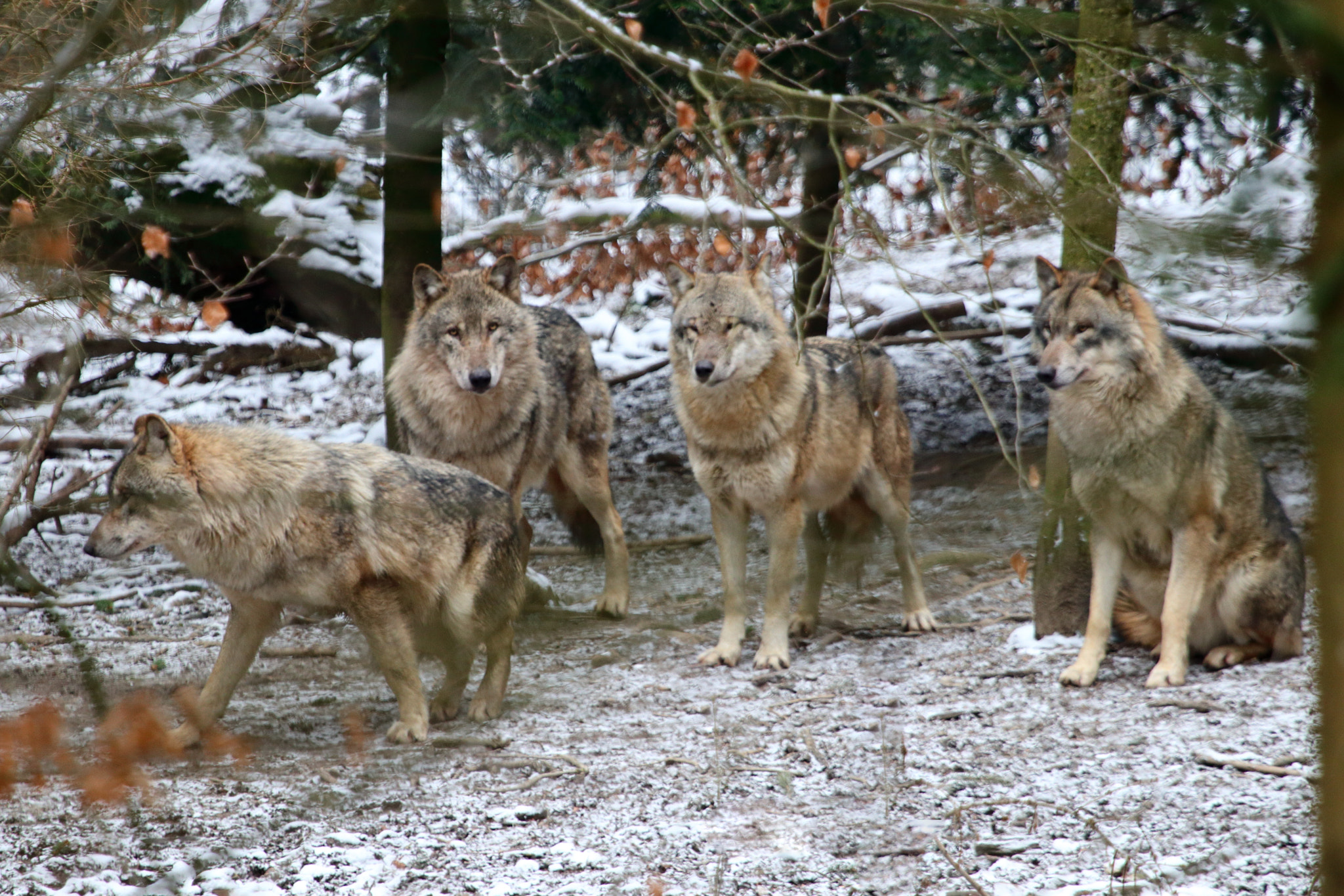 Canon EF 100-400mm F4.5-5.6L IS USM sample photo. Wolfsrudel photography