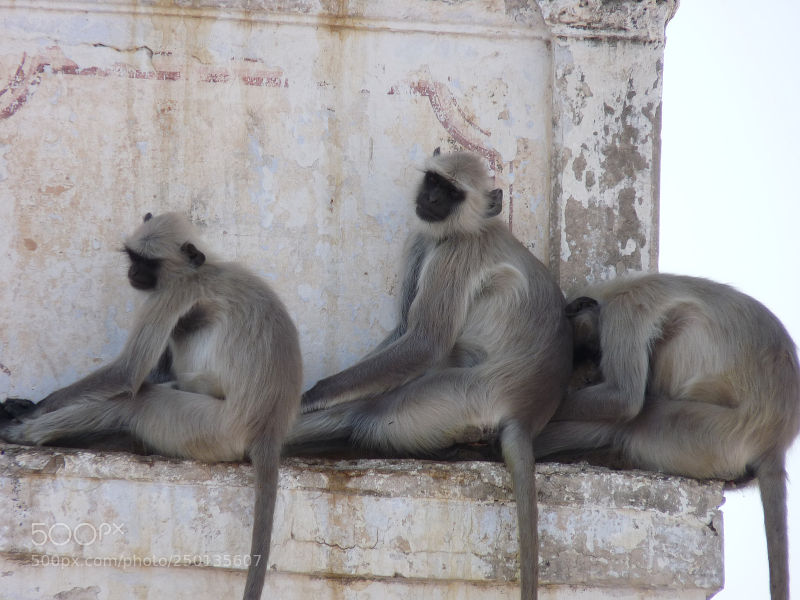 Panasonic Lumix DMC-FZ28 sample photo. Monkey photography