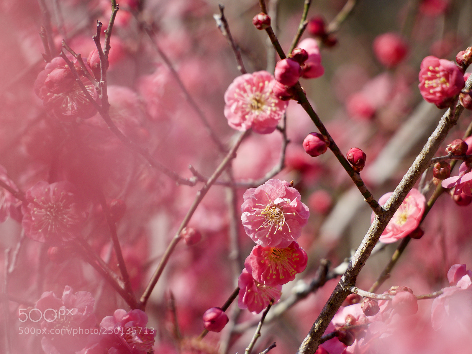 Olympus OM-D E-M1 Mark II sample photo. 梅 | plum photography