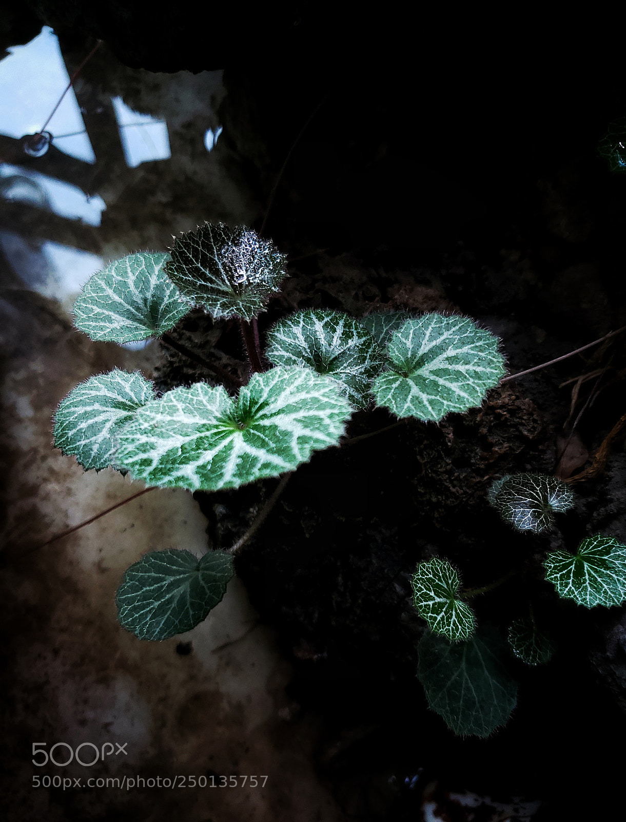 Samsung Galaxy S9+ sample photo. Untitled photography