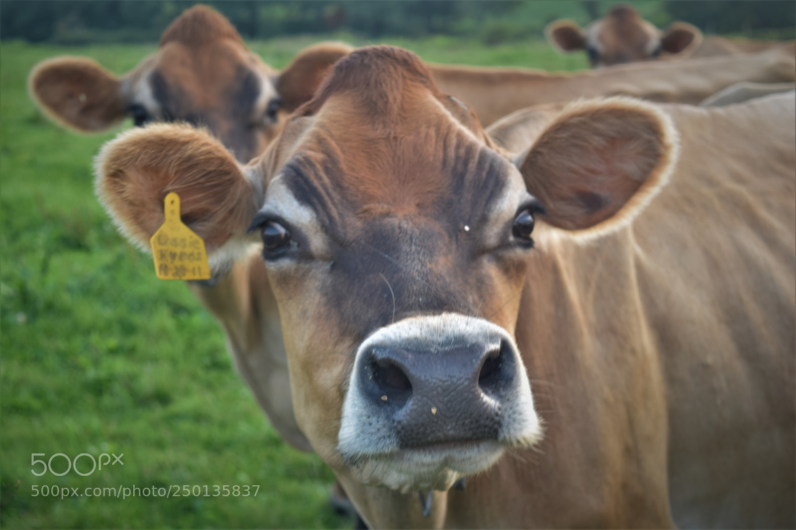 Nikon D3300 sample photo. Gentle cow photography