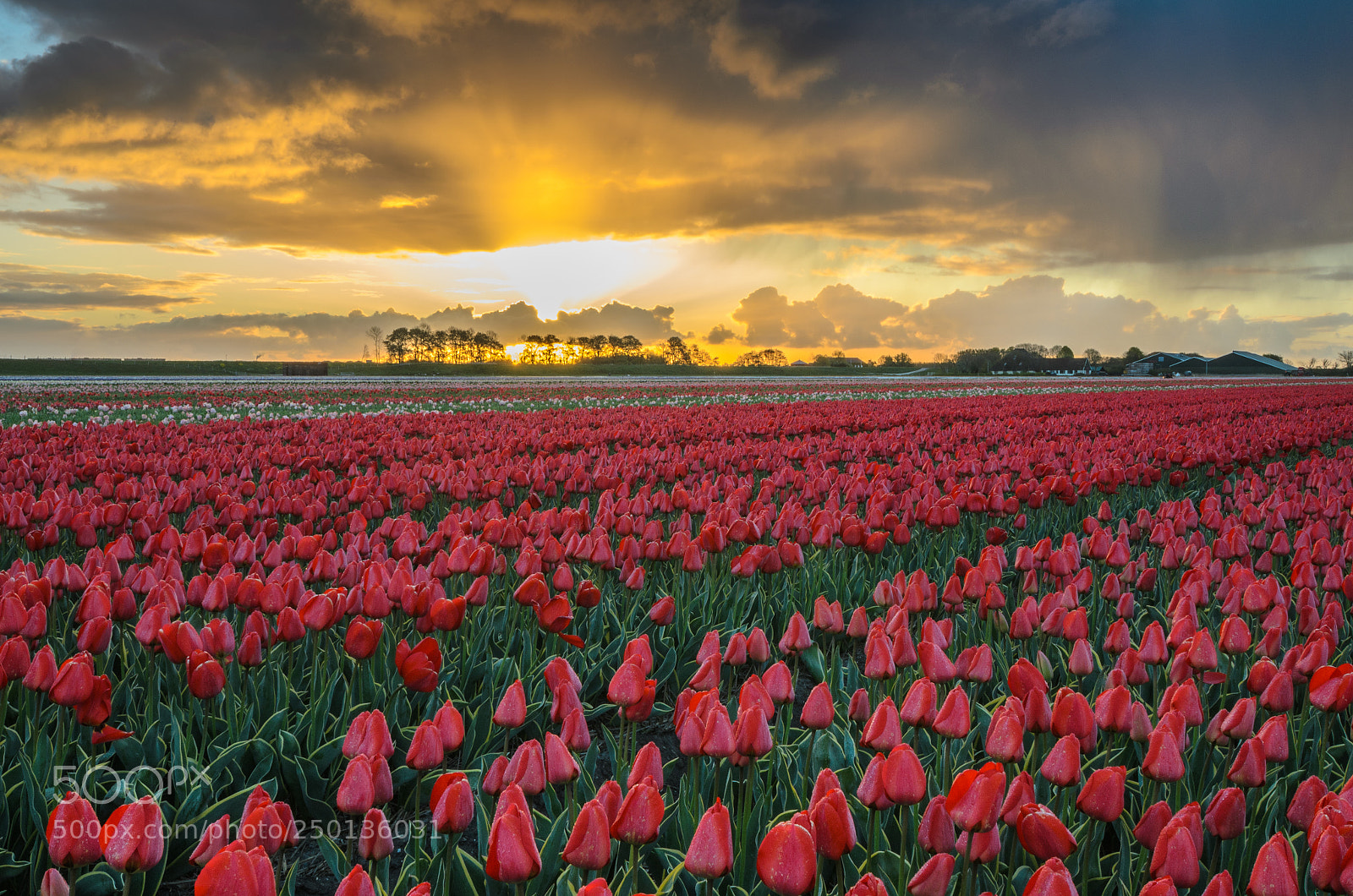 Nikon D5100 sample photo. Tulip sea photography