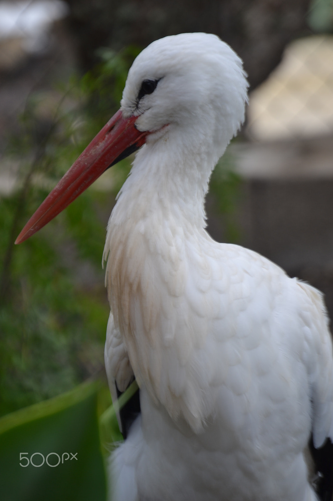 Nikon D3100 sample photo. Stork photography