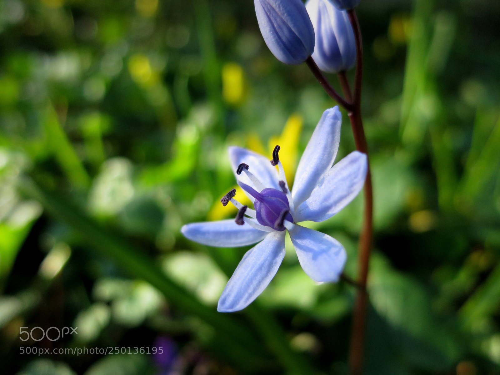 Canon PowerShot S100 sample photo. Scilla bifolia photography