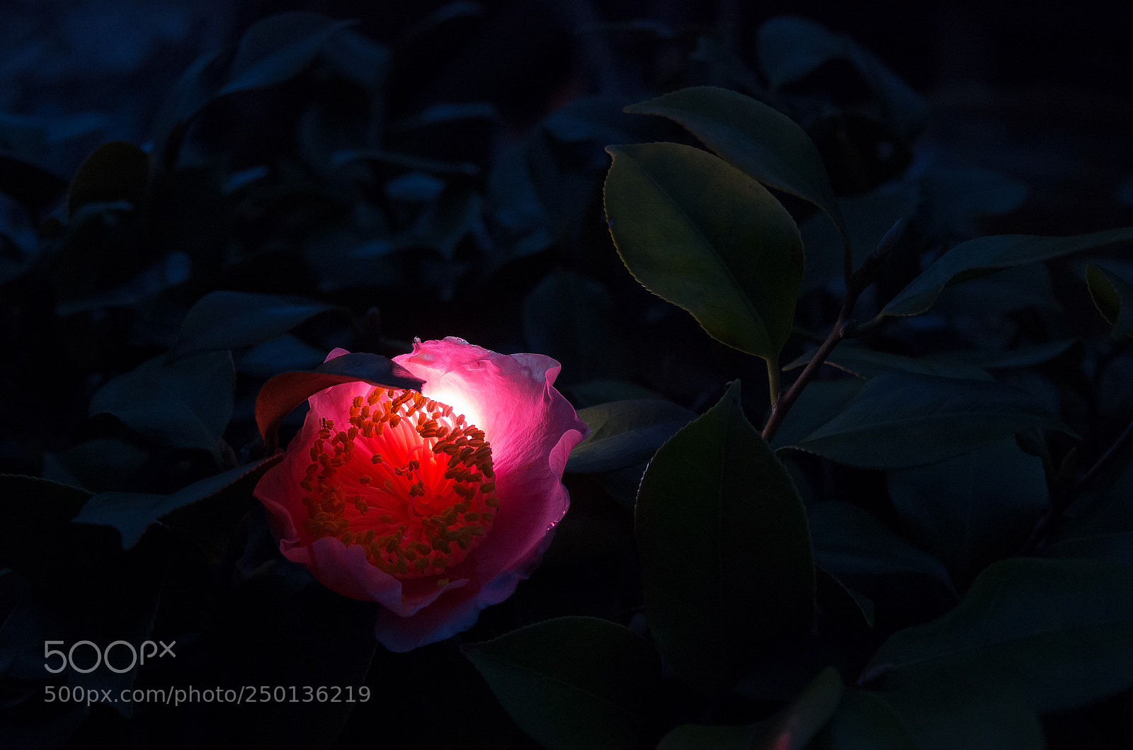 Pentax K-5 IIs sample photo. Light photography