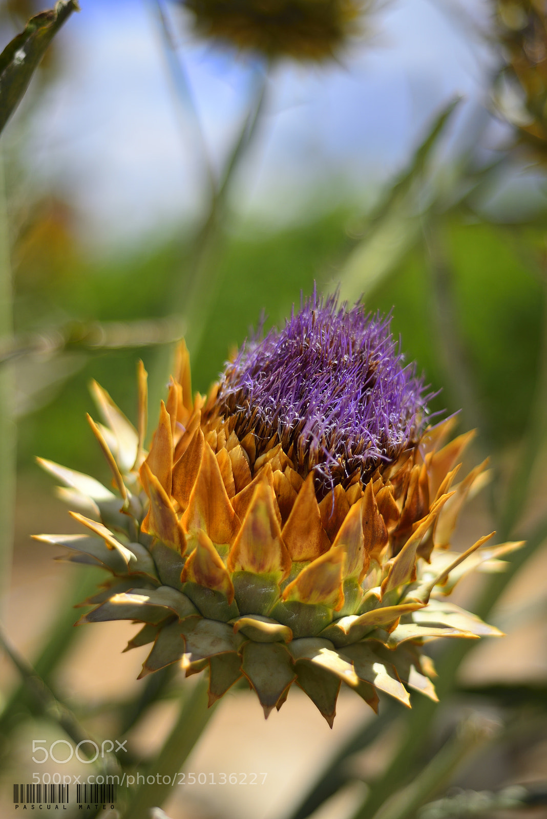 Nikon D610 sample photo. Cardo photography