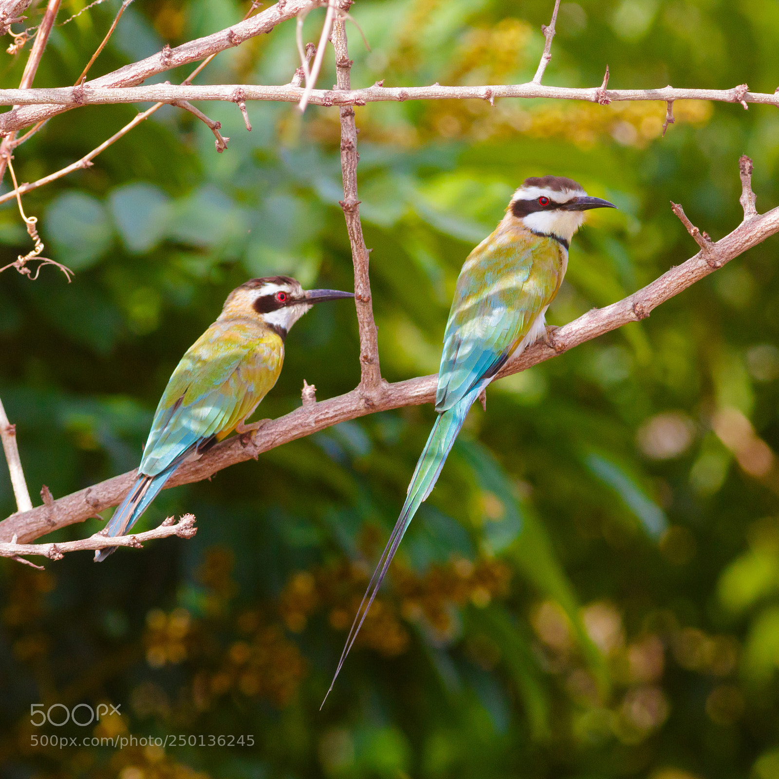 Canon EOS 70D sample photo. Male & female white-throated bee-eater photography