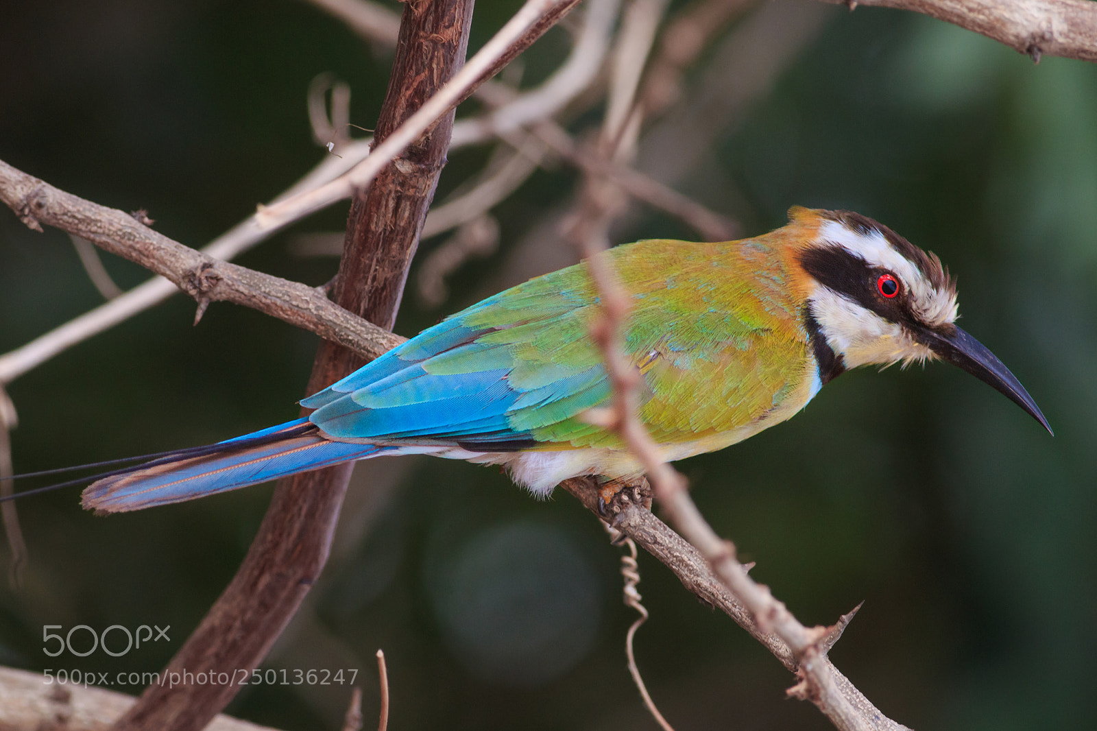 Canon EOS 70D sample photo. White-throated bee-eater photography